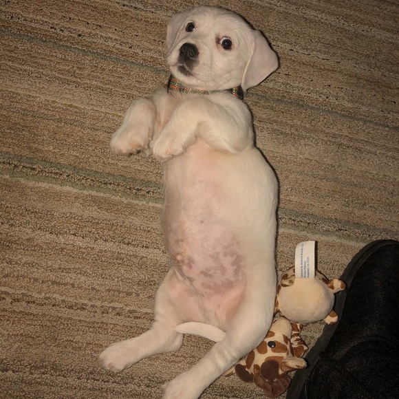 Meet your Posher, Samantha - Picture 1 of 1